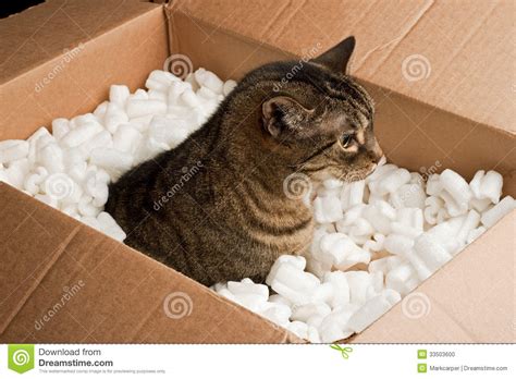 And i was just wondering if it's ok to give him peanuts without him dying or getting sick? Curious Cat Box Stock Photo - Image: 33503600