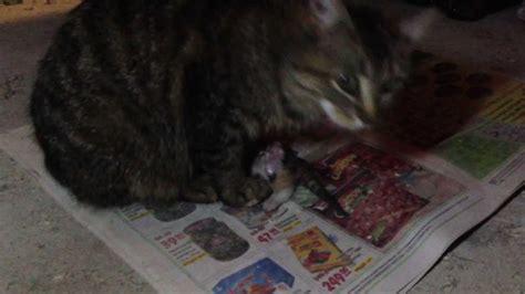 Cat Eats Kitten кошка ест котенка Youtube