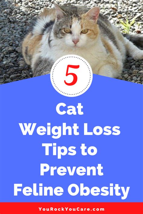 overweight cat 5 cat weight loss tips to prevent feline obesity