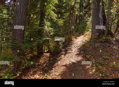 Ford Pinchot National Forest Washington Usa Trail In Indian