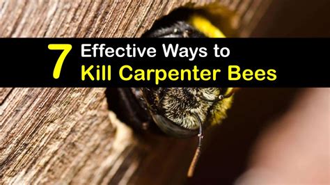 7 Effective Ways To Kill Carpenter Bees