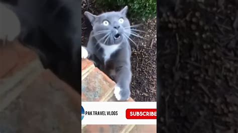 Funniest Cats 😹 Singing Short Video Youtube