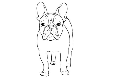 How To Draw A Dog Step By Step Tutorial Design Bundles