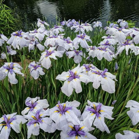 Japanese Irises Finegardening
