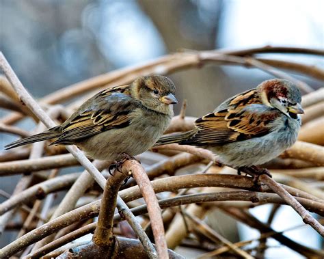 Male And Female House Sparrows House Sparrow Nests Are Ma Flickr