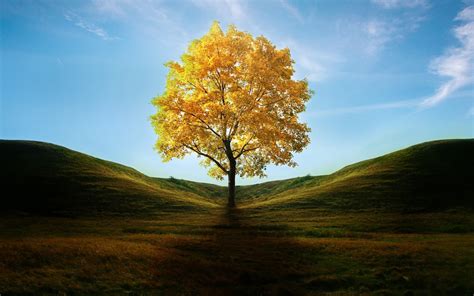 1920x1200 Resolution Field With Lone Tree In Autumn 1200p Wallpaper