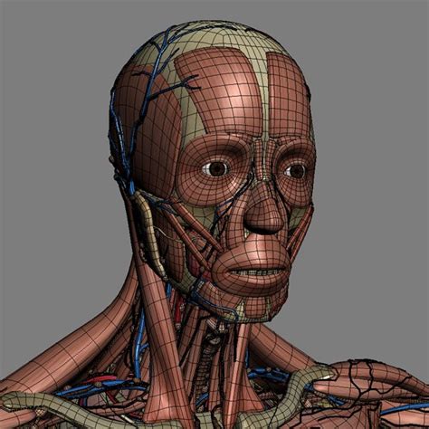 Human Male Anatomy Muscles Skeleton Organs And Lymphatic 3d Model