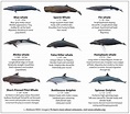 Dolphins - Ocean Wonders 2015