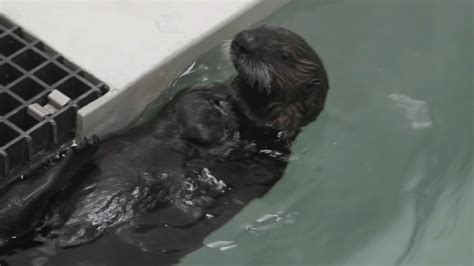 Orphaned Sea Otter Pups Rescued Offered Second Chance At Shedd