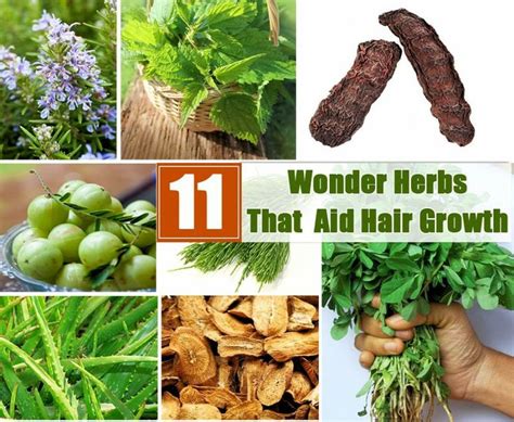 11 Wonder Herbs That Aid Hair Growth Herbs For Hair Hair Loss