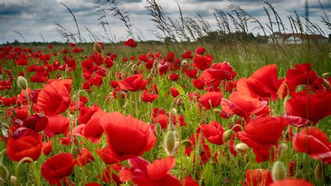 Colorful Field Flowers Plants Red Flowers Poppies Nature Hd Wallpaper