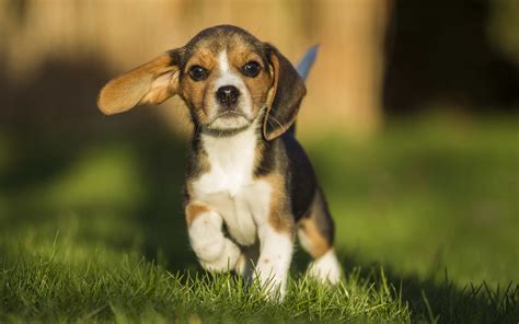 Beagle Fondo De Pantalla Hd Fondo De Pantalla De Cachorro Beagle