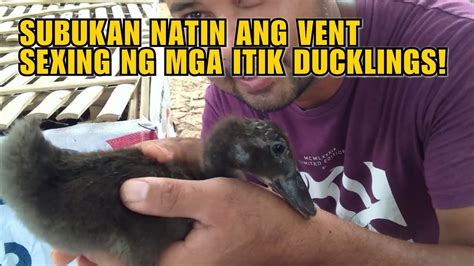 Subukan Natin Ang Vent Sexing Ng Mga Itik Ducklings Youtube