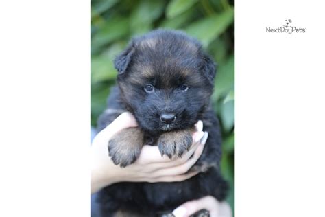 German shepherd dogs are fiercely loyal and protective guardians. Male: German Shepherd puppy for sale near Seattle-tacoma, Washington. | 7974b0aa-27b1