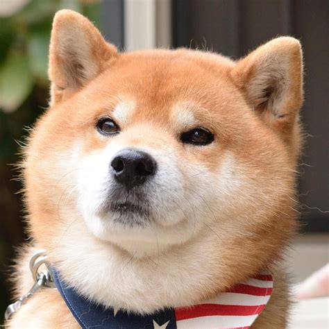 1080 X 1080 Doge 200 Luxury Doge 1080x1080 For You Left Of The Hudson If You Have Your Own