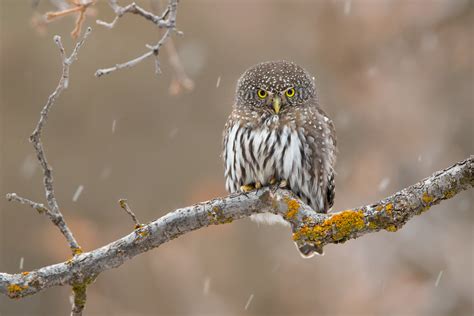 Northern Pygmy Owl Utah A Photo On Flickriver