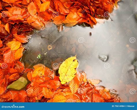 Fallen Beech Leaves And Stones In Water Of Mountain River Autumn