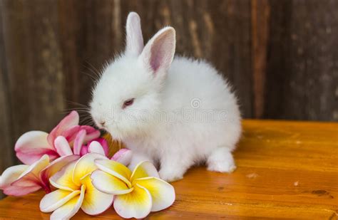 Cute Baby Rabbit With Flower Stock Photo Image Of Cute