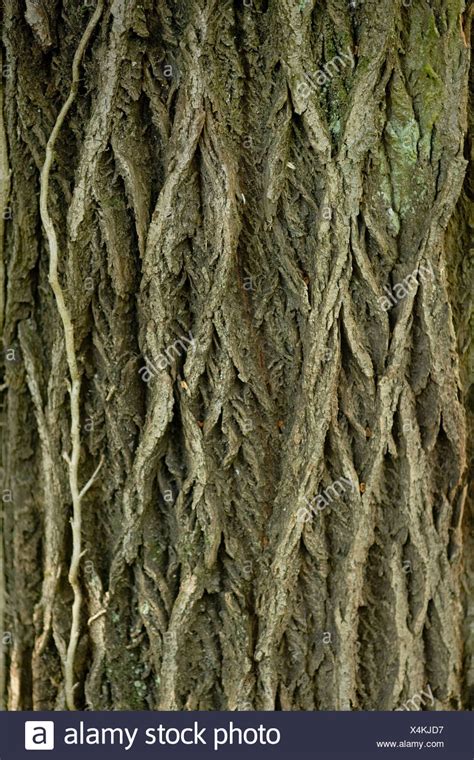 White Willow Tree Bark High Resolution Stock Photography And Images Alamy