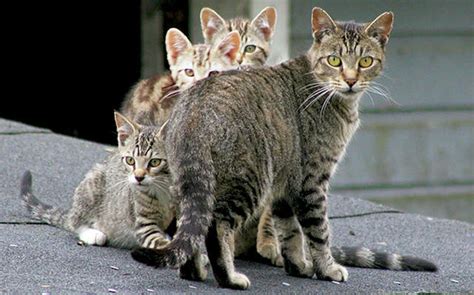 New Law Could Promote Feral Cat Control Options