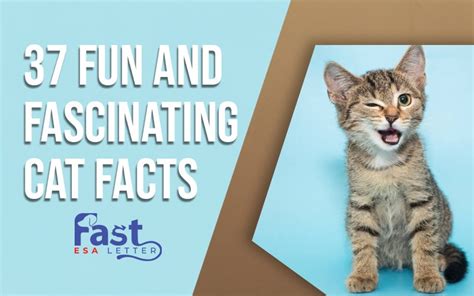 37 Fun And Fascinating Cat Facts By Fast Esa Letter