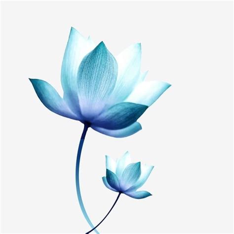 Hand Painted Chinese Style Blue Lotus Can Be Commercial Elements PNG