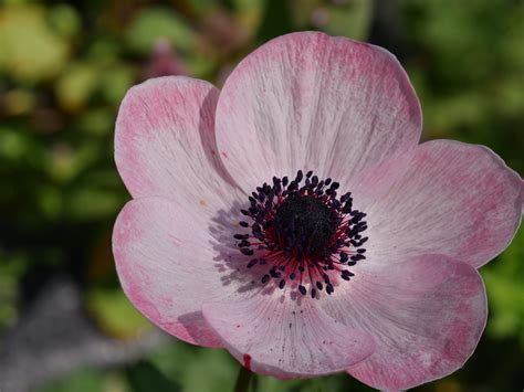 Up Close With This Years Anemone Flowers