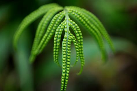 Cultivation From Spores — American Fern Society