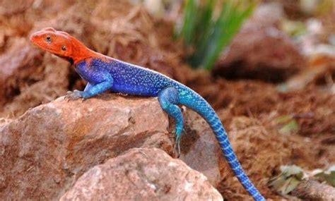 Red Headed Rock Agama Agama Agama Also Known As The East African