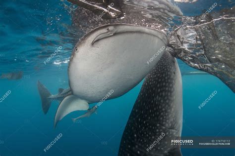 Whale Sharks Under Fishing Nets — Filtration Threatened Species