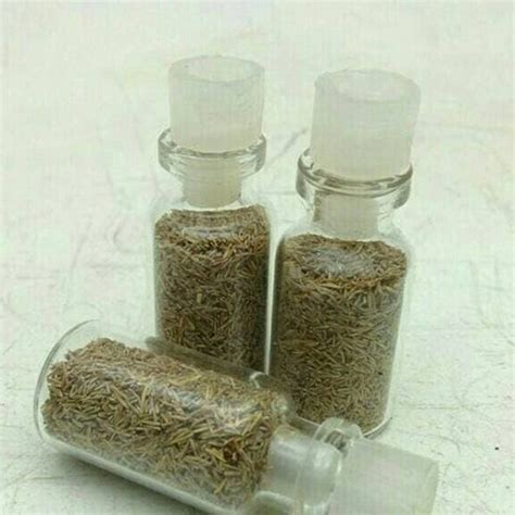 The dwarf hairgrass will make an excellent spawning medium, as well as a great foreground plant. Jual Bibit Benih Carpet Seed MINI HAIR GRASS Tanaman ...