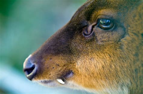 Muntjac Deer Explained Nose Glands Diet Speed And More Bbc
