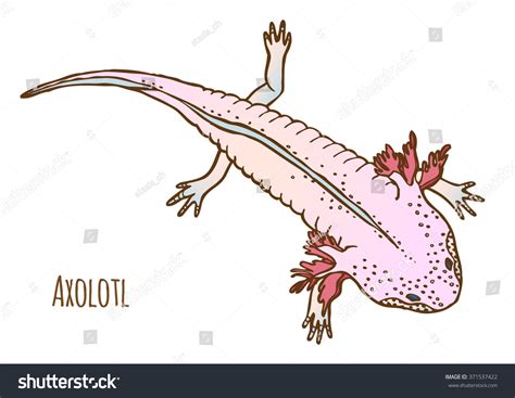 Begin by drawing the features of the salamander's face. Axolotl Vector Drawing. Mexican Salamander Or Walking Fish ...