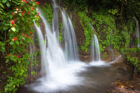 Beautiful Nature Images Waterfall With Flowers