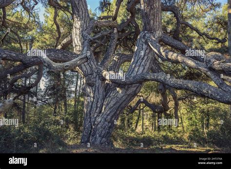 Twisted Pine Tree Hi Res Stock Photography And Images Alamy