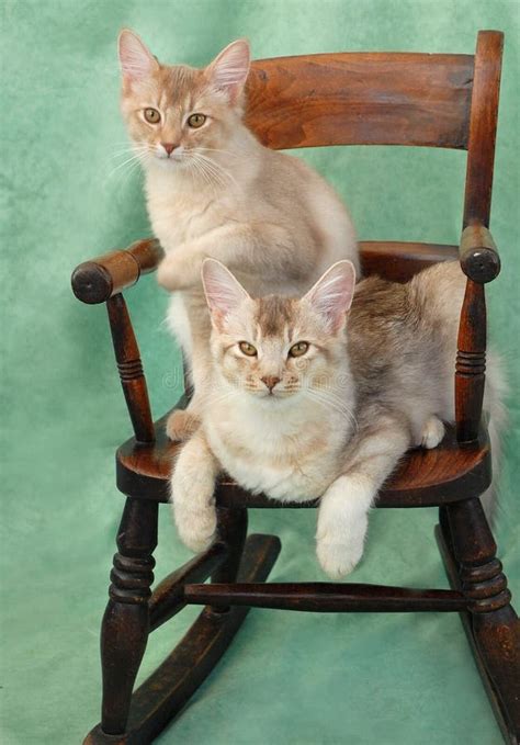 Cats On Rocking Chair Stock Photo Image Of Feline Relaxing 8727536