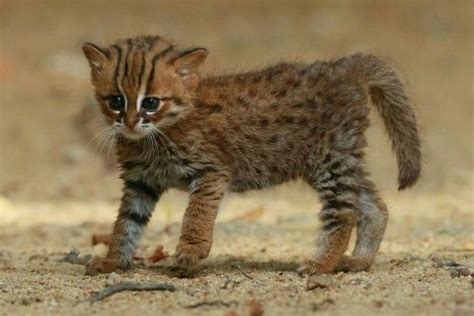 Can You Own A Rusty Spotted Cat Kitty Devotees