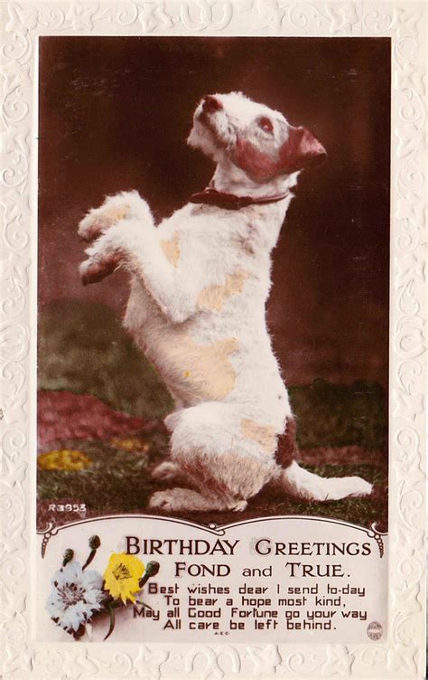 Vintage Wire Fox Terrier Birthday Postcard Date Unknown Wire Fox