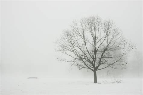 Lone Tree In Winter Fog Photograph By Keith Webber Jr Fine Art America