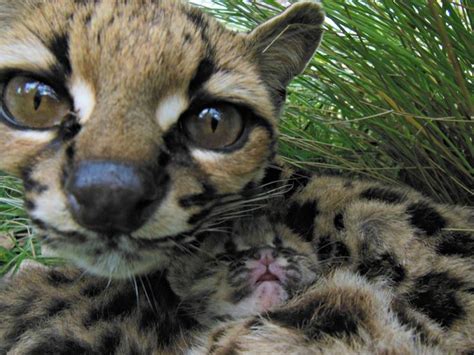 Margay Kitten Blends In With Mom At Bioparque Mbopicuá Baby Animals
