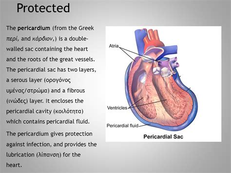 The Circulatory System Also Known As The Cardiovascular System Ppt Download