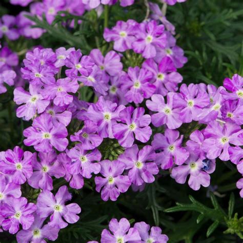Verbena Enchantment Lavender Trailing 5 Large Plug Plants