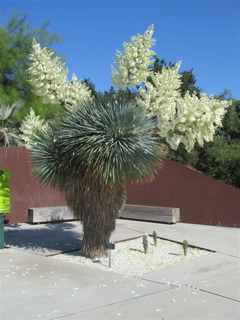 A Tree With White Flowers Is In The Middle Of A Concrete Area Near A Fence