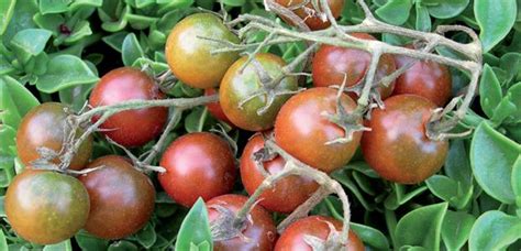 Tomato Brown Berry Seeds Perth Wa Online Garden Centre