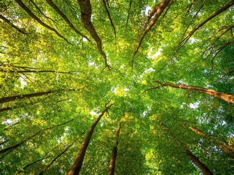Desktop Wallpaper Green Trees Forest Leaves Spring Nature Hd Image