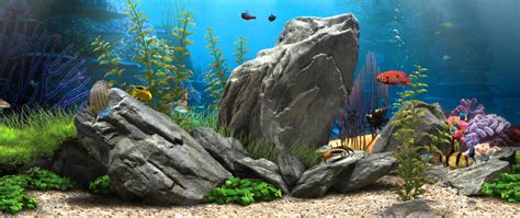 Fish Aquarium Wallpapers Top Free Fish Aquarium Backgrounds