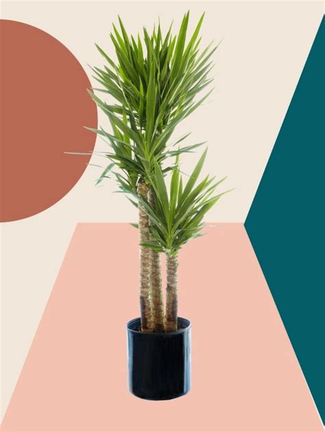 7 Yucca Plant Care Tips Thatll Make Your Greenery Thrive Yucca Plant