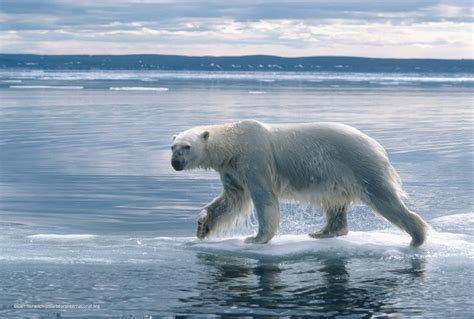Oceans And Polar Bears Polar Bears International