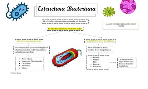 Estructura Bacteriana Microbiolog A M Dica Bacteria Udocz