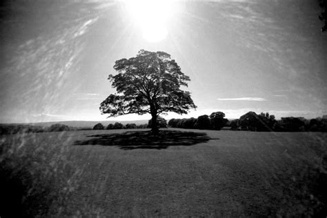 Sun Tree Shadow And Flare A Photo On Flickriver